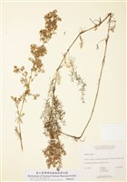 藏品(蓬子菜)的圖片